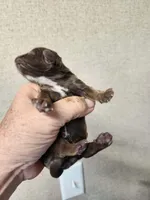 Mocha , a female Cocker Spaniel for sale in Ardmore, OK – Photo 3 of 3