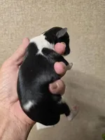 Cowboy, a male Cavapoo for sale in Ardmore, OK – Photo 2 of 2