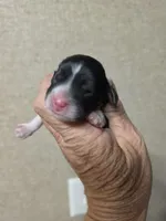 Cowboy, a male Cavapoo for sale in Ardmore, OK – Photo 1 of 2