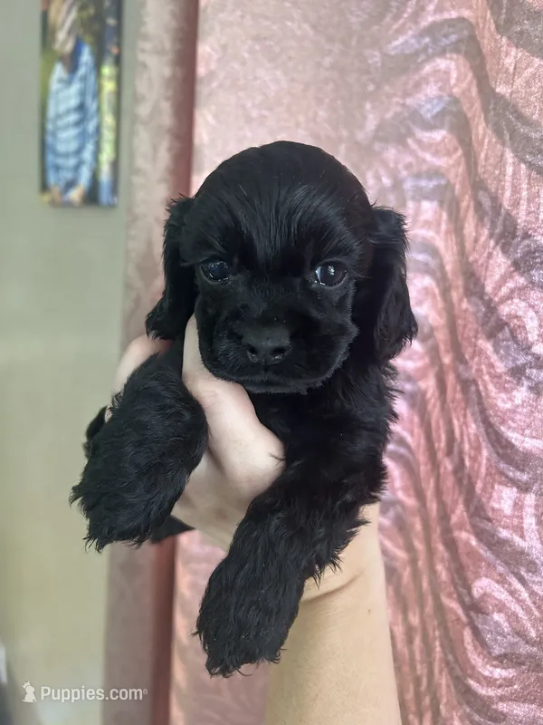 Jet – Cocker Spaniel puppy for sale in Ardmore, OK