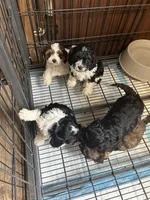 Ridley, a male Cavapoo for sale in Ardmore, OK – 2 of 2
