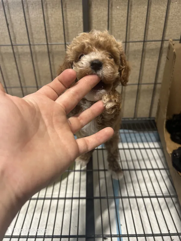 Wren – Poodle - Miniature  puppy for sale in Ardmore, OK