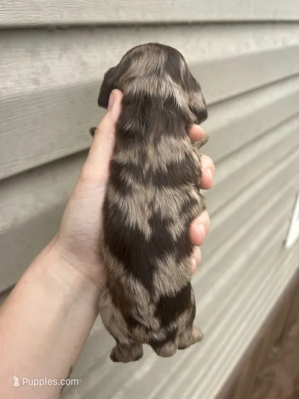 Moose – Cocker Spaniel puppy for sale in Ardmore, OK