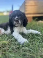 Jitter, a male Cocker Spaniel for sale in Ardmore, OK – 1 of 3