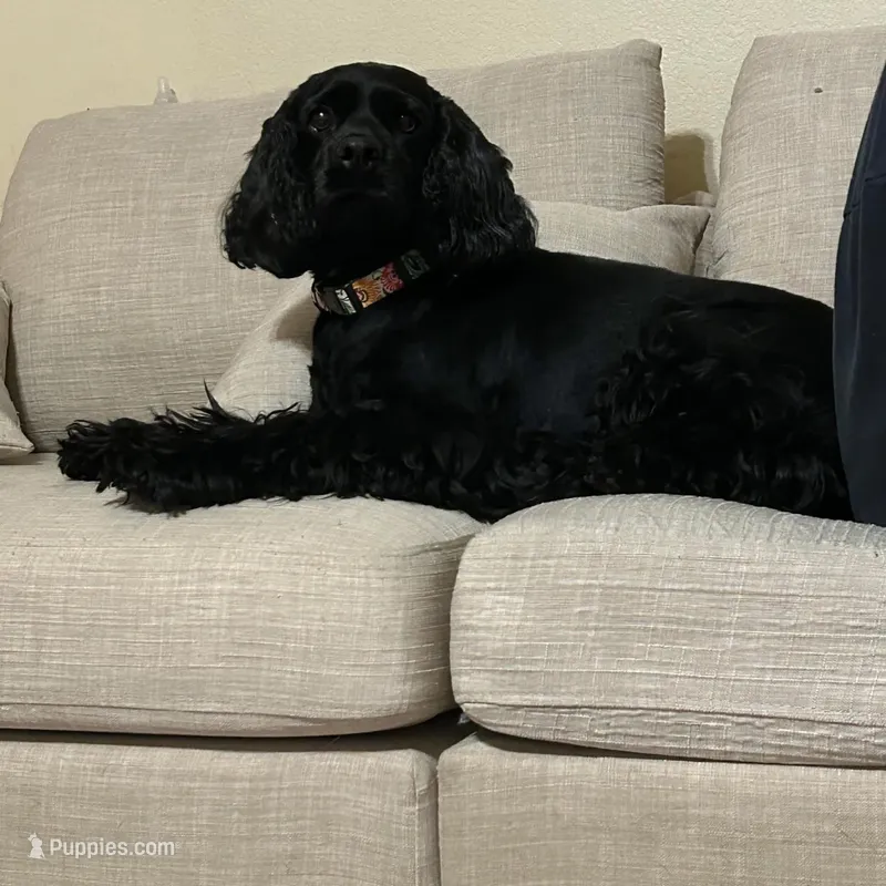 Lizzy – Cocker Spaniel puppy for sale in Ardmore, OK