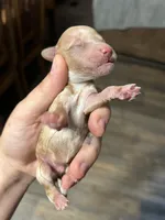 Levi, a male Poodle - Miniature  for sale in Ardmore, OK – 1 of 2