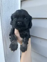 Cooper, a male Cocker Spaniel for sale in Ardmore, OK – 2 of 3