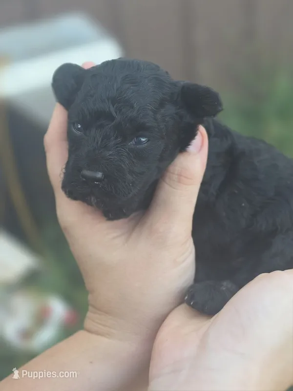 Boone – Poodle - Miniature  puppy for sale in Ardmore, OK