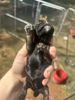Fern, a female Cocker Spaniel for sale in Ardmore, OK – 4 of 4