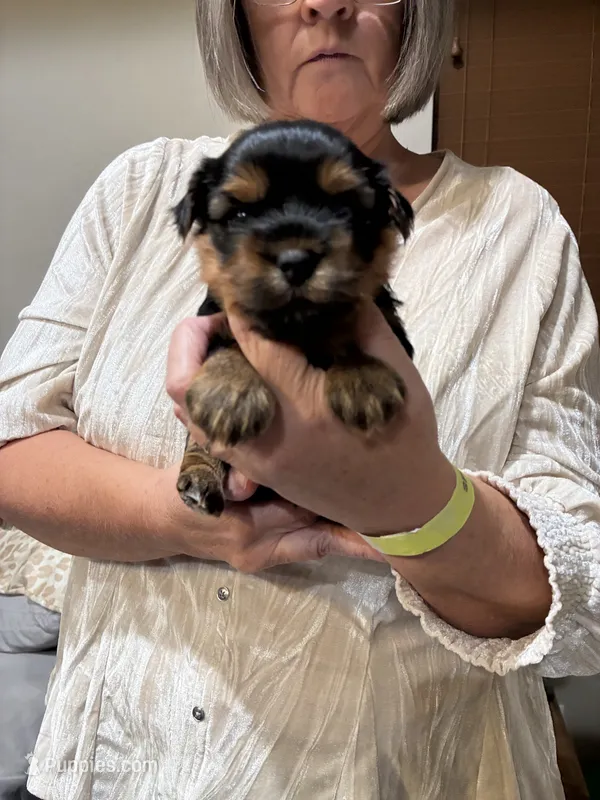 Hershey – Yorkshire Terrier puppy for sale in Ardmore, OK