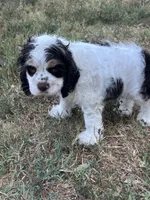 Thor, a male Cocker Spaniel for sale in Ardmore, OK – 7 of 7