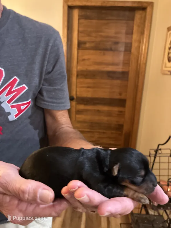 Hershey – Yorkshire Terrier puppy for sale in Ardmore, OK