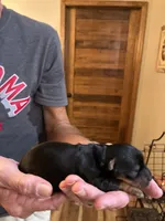 Hershey, a female Yorkshire Terrier for sale in Ardmore, OK – 1 of 6