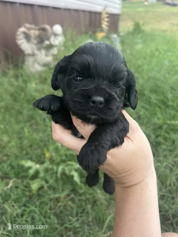 Izzy – Cocker Spaniel puppy for sale in Ardmore, OK