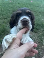 Scout, a male Cocker Spaniel for sale in Ardmore, OK – 6 of 7