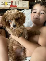 Wren, a female Poodle - Miniature  for sale in Ardmore, OK – 1 of 3