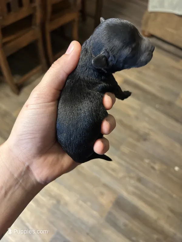 Clyde – Poodle - Miniature  puppy for sale in Ardmore, OK