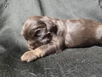 Birdie, a female Cocker Spaniel for sale in Ardmore, OK – Photo 3 of 3