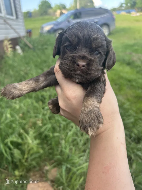 Birdie – Cocker Spaniel puppy for sale in Ardmore, OK