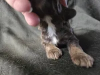 Birdie, a female Cocker Spaniel for sale in Ardmore, OK – Photo 2 of 3