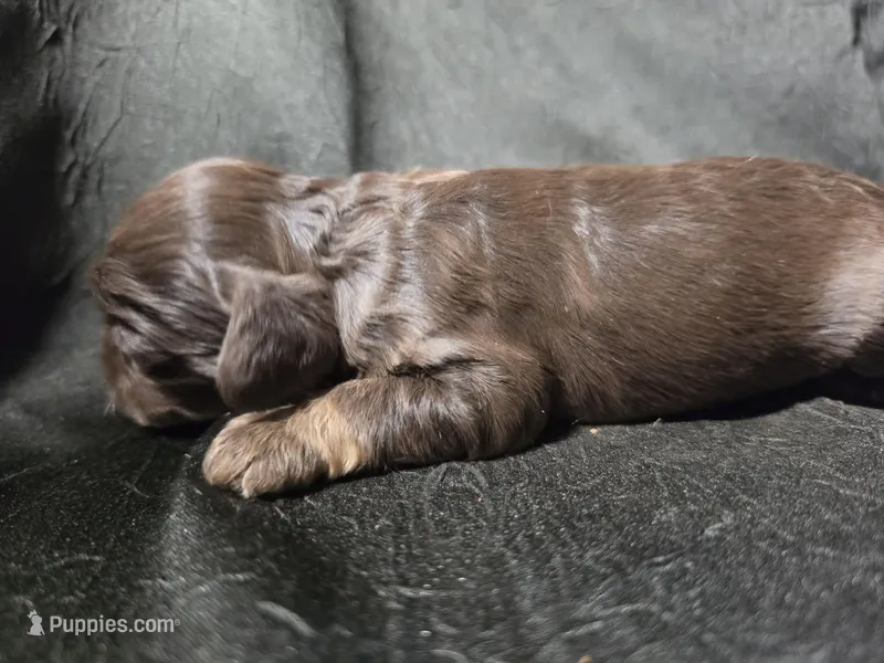 Birdie, a female Cocker Spaniel for sale in Ardmore, OK – Photo 1 of 3
