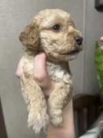 Levi, a male Poodle - Miniature  for sale in Ardmore, OK – 3 of 5