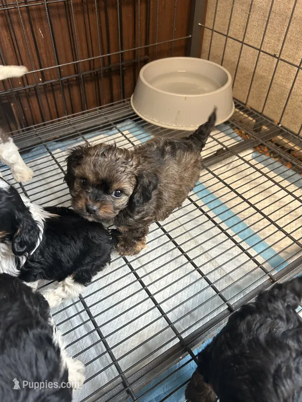 Maisie – Cavapoo puppy for sale in Ardmore, OK