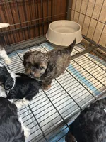 Maisie, a female Cavapoo for sale in Ardmore, OK – 1 of 2