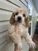 Levi, a male Poodle - Miniature  for sale in Ardmore, OK – 3 of 3