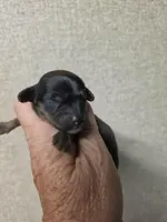 Buddy, a male Cavapoo for sale in Ardmore, OK – Photo 2 of 2