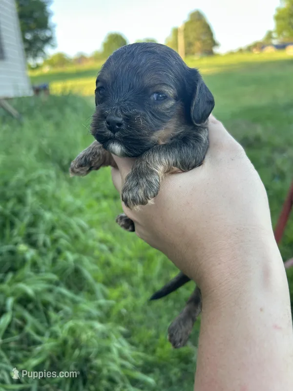 Buddy – Cavapoo puppy for sale in Ardmore, OK