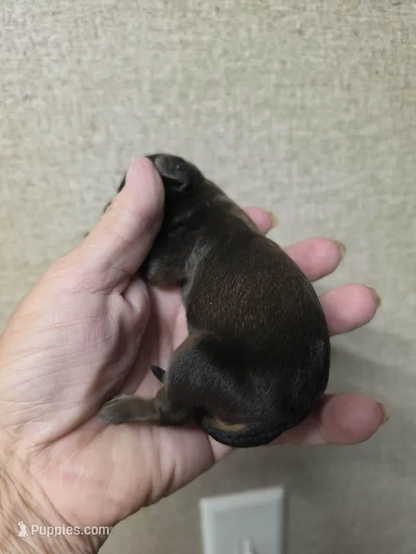 Buddy, a male Cavapoo for sale in Ardmore, OK – Photo 1 of 2