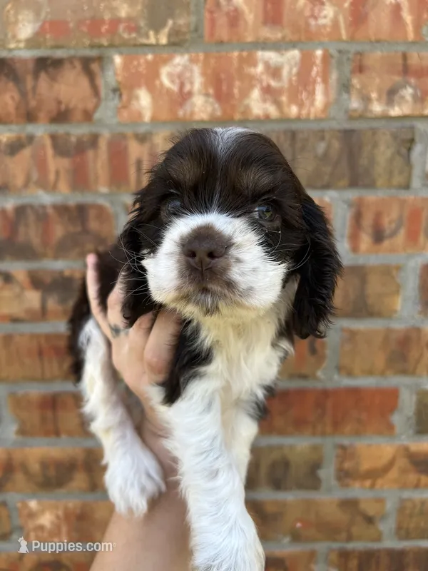 Ziggy – Cocker Spaniel puppy for sale in Ardmore, OK