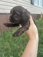 Ollie, a male Cocker Spaniel for sale in Ardmore, OK – 2 of 3