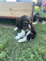 Dandy, a male Cocker Spaniel for sale in Ardmore, OK – 3 of 4
