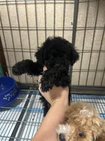 Rhett, a male Poodle - Miniature  for sale in Ardmore, OK – 2 of 3
