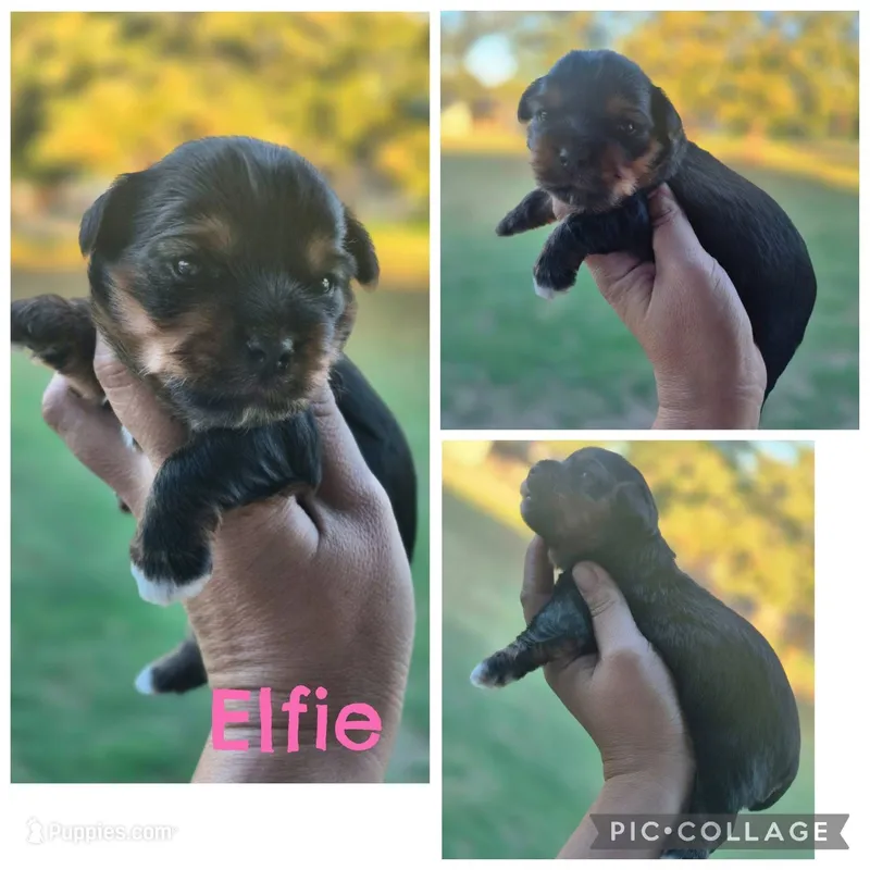 Elfie – Yorkshire Terrier puppy for sale in Ardmore, OK