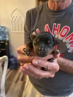Hershey, a female Yorkshire Terrier for sale in Ardmore, OK – 4 of 6