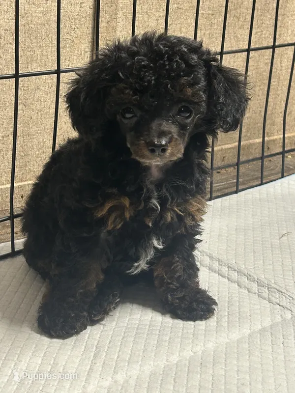 Winnie – Poodle - Miniature  puppy for sale in Ardmore, OK