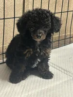 Winnie, a female Poodle - Miniature  for sale in Ardmore, OK – 1 of 2