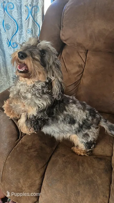 Poppi, a female Miniature Dachshund for sale in Ardmore, OK – Photo 1 of 2