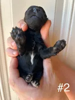 Otto , a male Poodle - Miniature  for sale in Ardmore, OK – 1 of 2