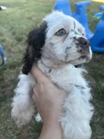 Calliope , a female Cocker Spaniel for sale in Ardmore, OK – 2 of 8