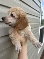 Levi, a male Poodle - Miniature  for sale in Ardmore, OK – 2 of 3