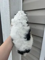 Thor, a male Cocker Spaniel for sale in Ardmore, OK – 4 of 6
