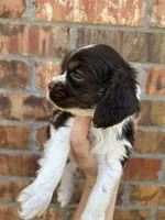 Chet, a male Cocker Spaniel for sale in Ardmore, OK – 2 of 3