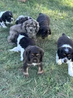 Maple, a female Cocker Spaniel for sale in Ardmore, OK – 3 of 3
