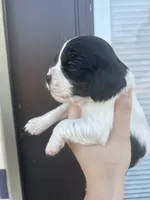 processed/e88d05ab-db3d-4fbf-99b2-084fdd859558/listing/515a9f0c-763b-4e06-90e1-eaa2ee1312dd/a9d012a6-7982-463d-b4a6-d0a82878b297