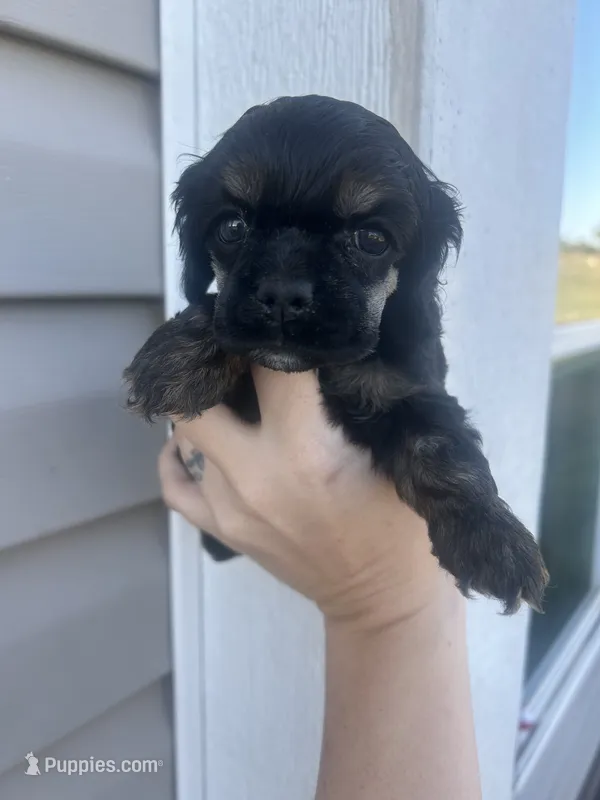 Skeeter – Cocker Spaniel puppy for sale in Ardmore, OK