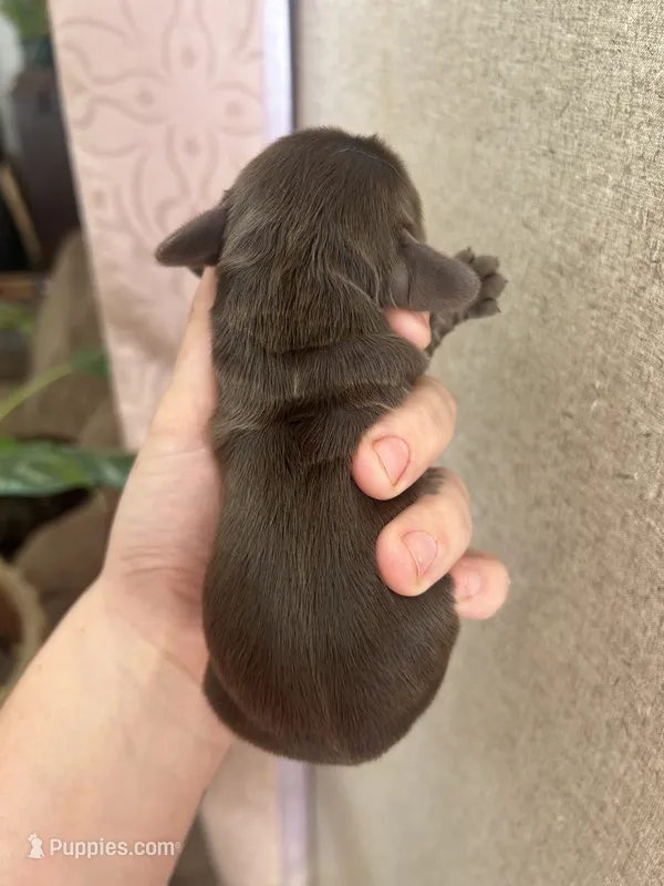 Louie  – Cocker Spaniel puppy for sale in Ardmore, OK